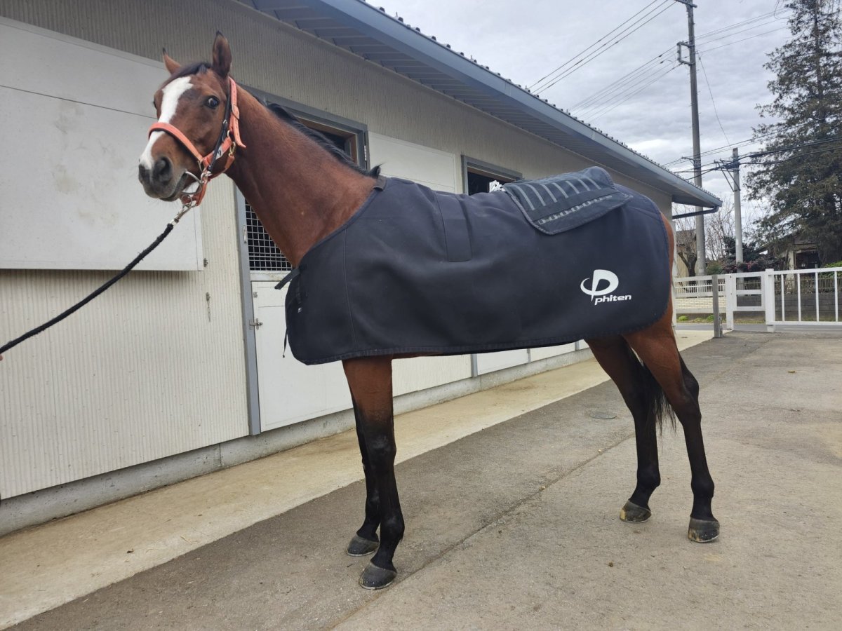 画像1:  Phiten 健光浴馬着　馬用マルチケット〜Multi Ket for Horse (1)